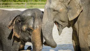 Kulen Elephant Forest